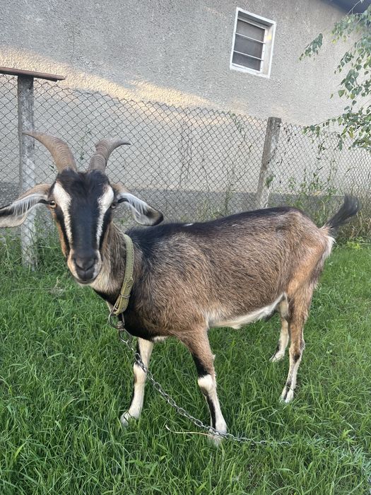 Capra Alpin cu Anglonubian