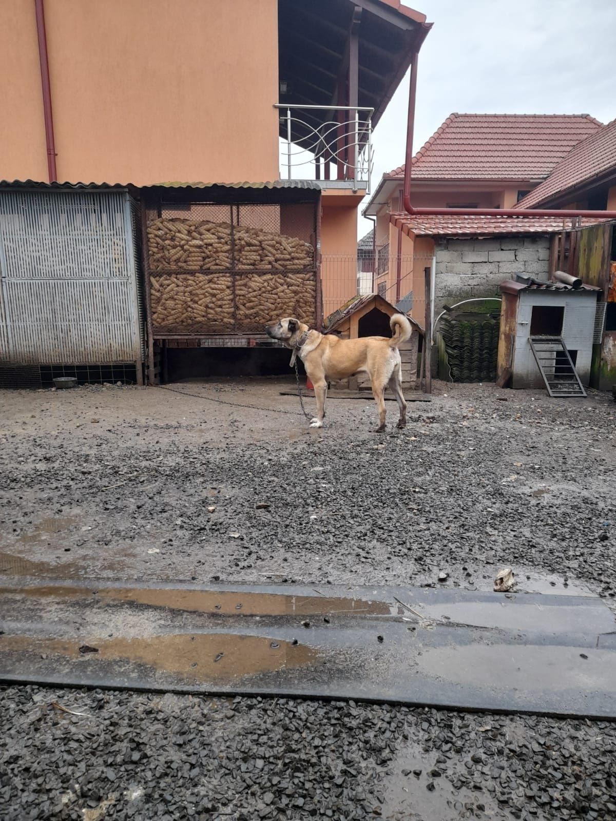 Schimb căței kangal pe capră cu lapte