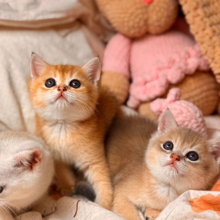 Британские короткошорстные шиншиллы