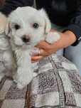 Bichon Maltez Mediu