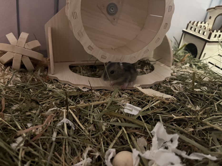 Hamster pitic de vanzare!