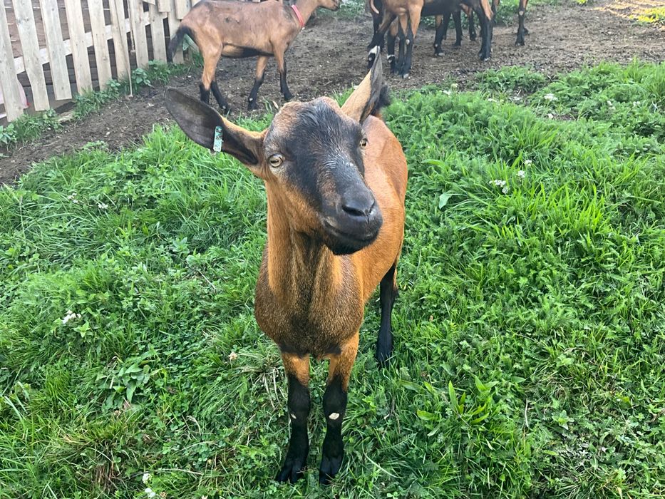 Țap ciut cu origine