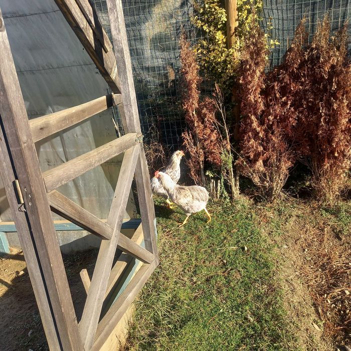 Петлета Араукана