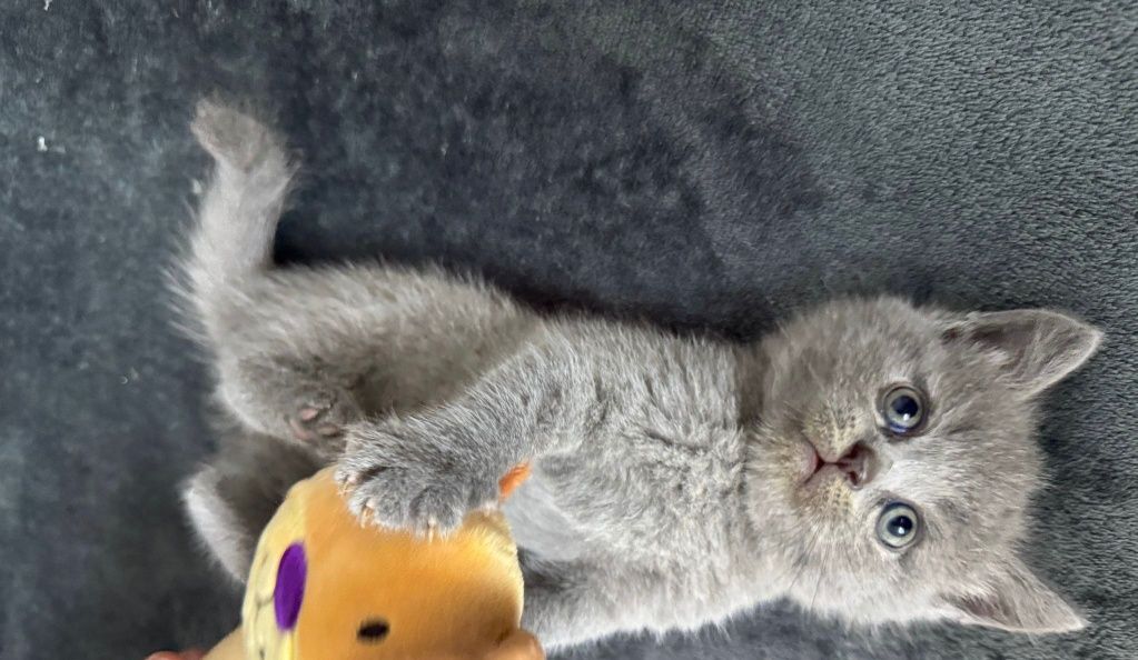 Pui de pisică scottish straight / scottish fold