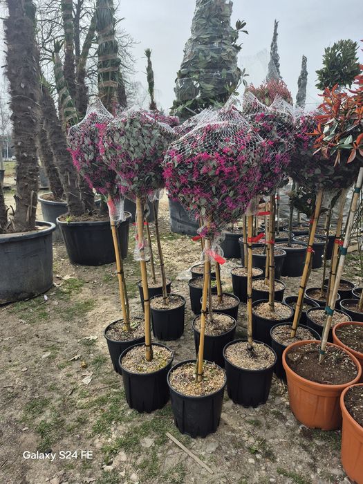Maslin  palmier  plante