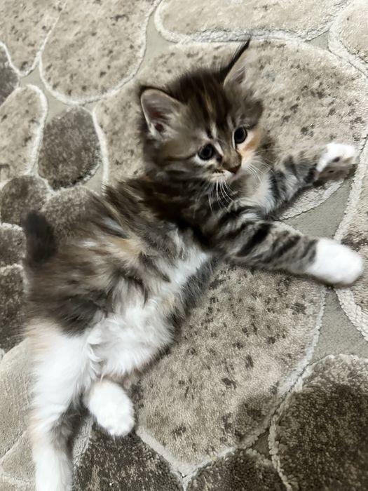 Aqilli parodiyali mushukla sotilad