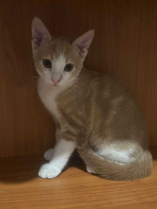 Котета Родени на 01.07 си търсят дом.