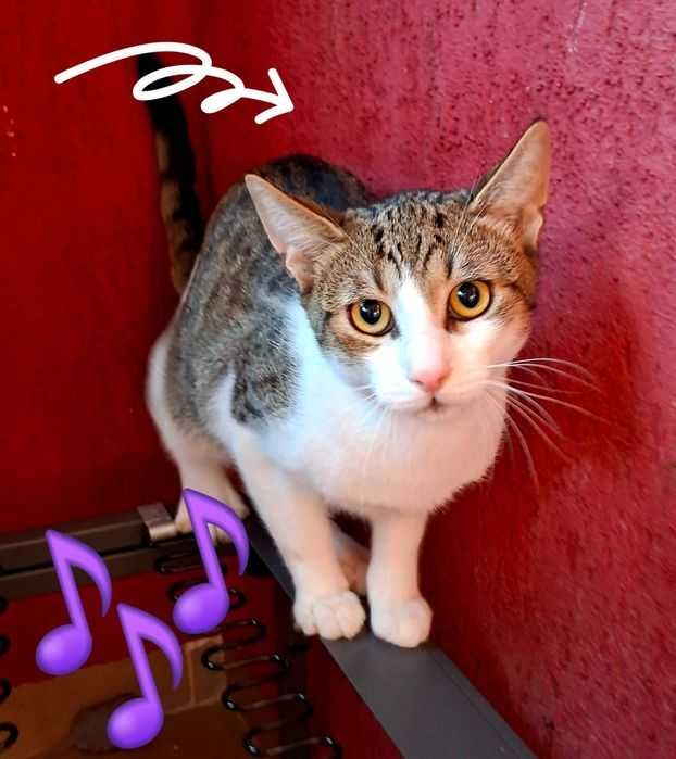 Adoptie motan castrat Zurel