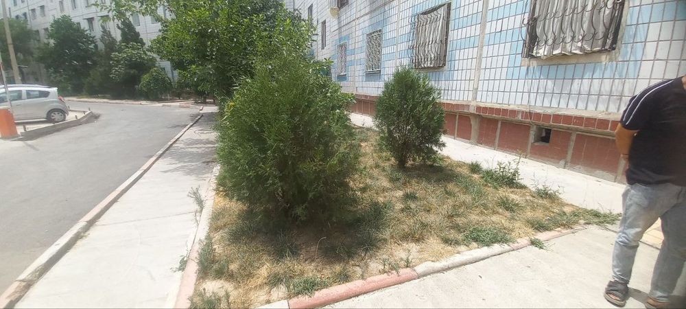 Gazon rulonniy газон рулонные и  посевной