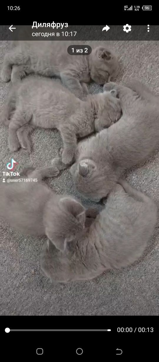 Продам котят  чистокровные, породистые
