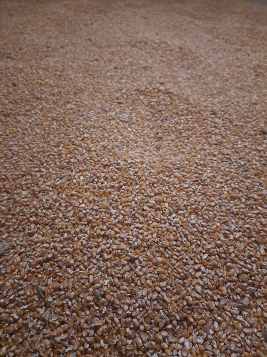 Vând porumb semisticlos (MAS 37V)