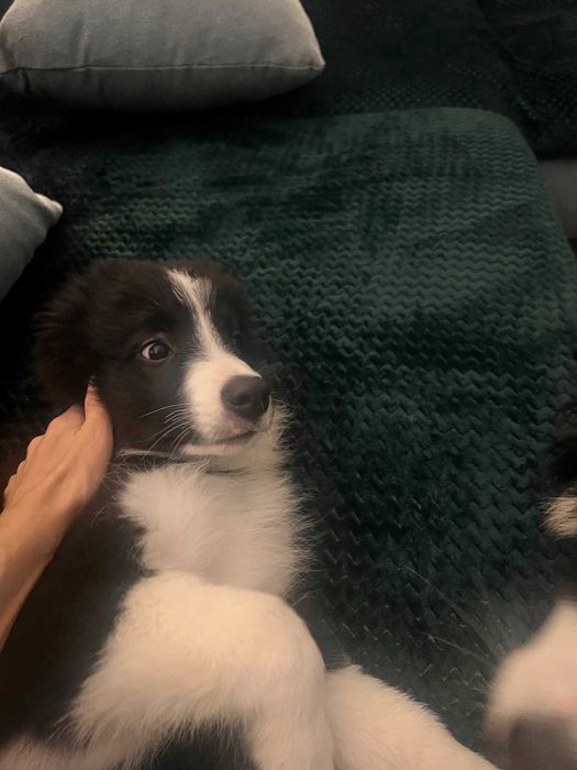 Mascul Boder Collie cu pedigree din ambii pariniti campioni