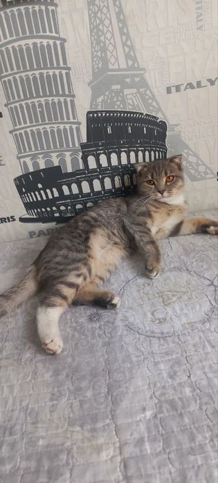 Skoch fold qzbola 5 oyli