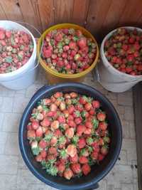 Принимаю заявки по всему Казахстану на саженцы клубники  и кустов ягод