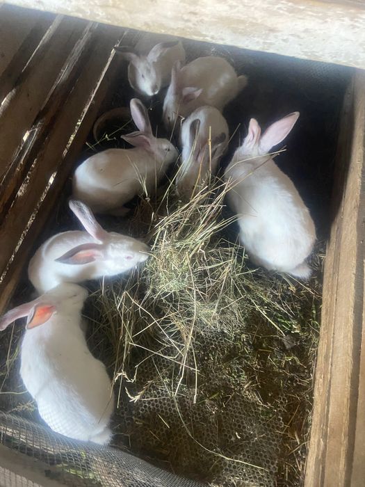 домашние кролики