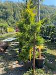 Plante ornamentale decorative pentru peisaje încântătoare