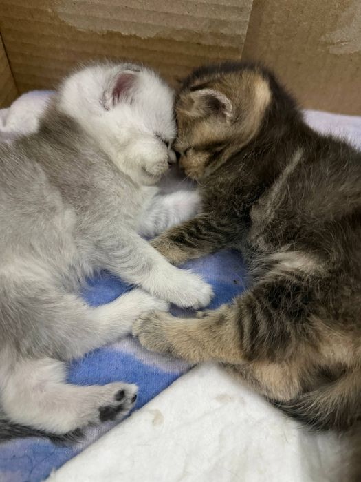 Продам чистокровных шиншилл.в наличии мальчик и девочка