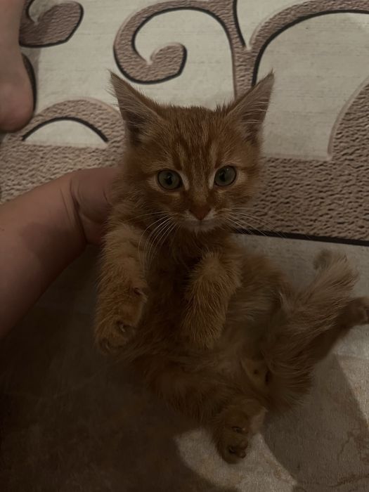 Котята Бесплатно