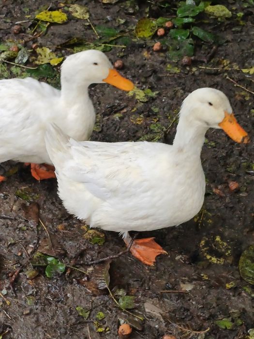 Vând două  rațe pekin..