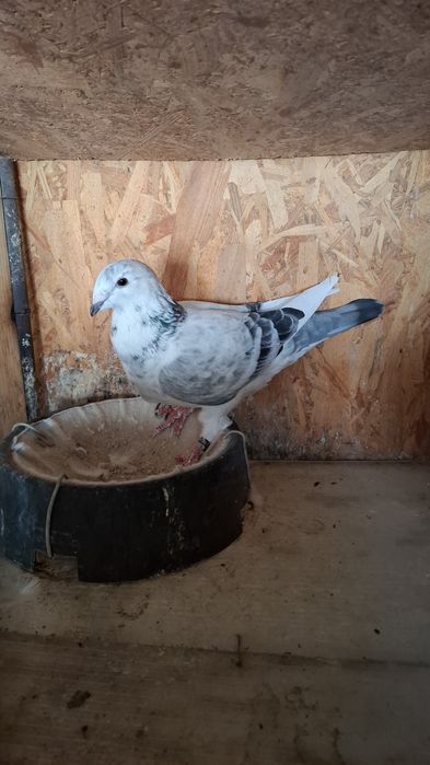 Voiajori standard vechi