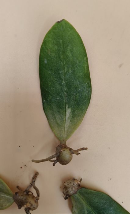 Листики вариегатного Замиокулькаса Variegated