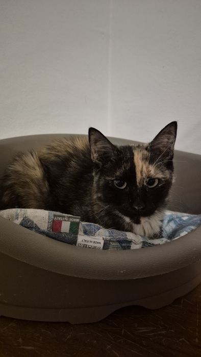 Maia, pisica cea cuminte