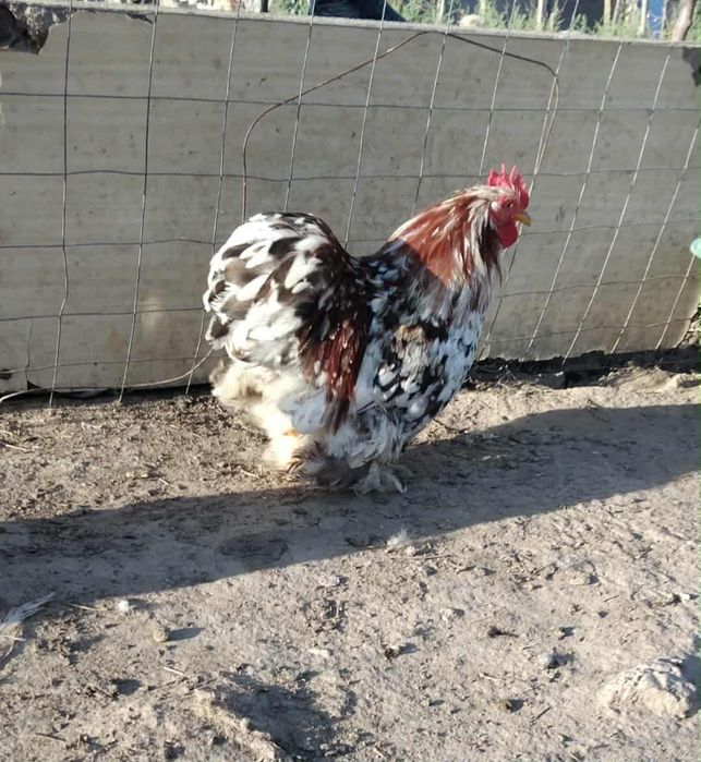 Vând  pitice de frumusețe!