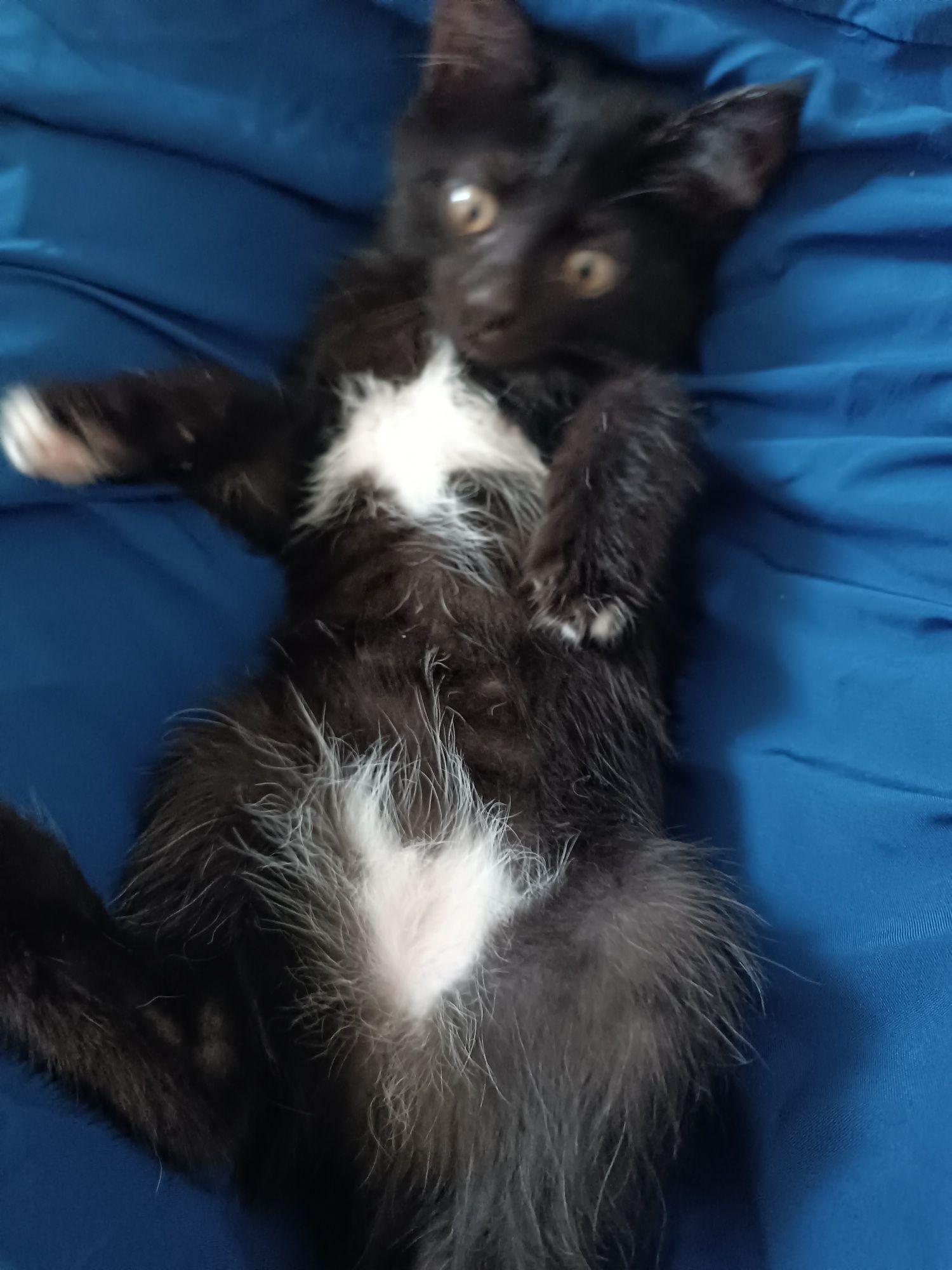 животное , котята домашние