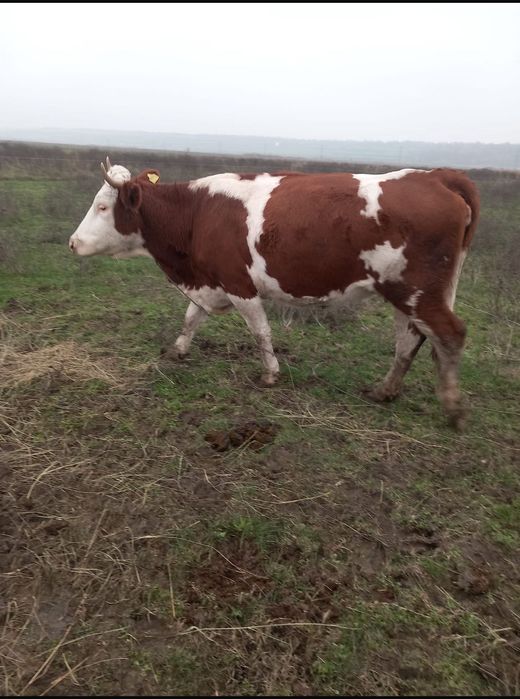 De vânzare vacă !!