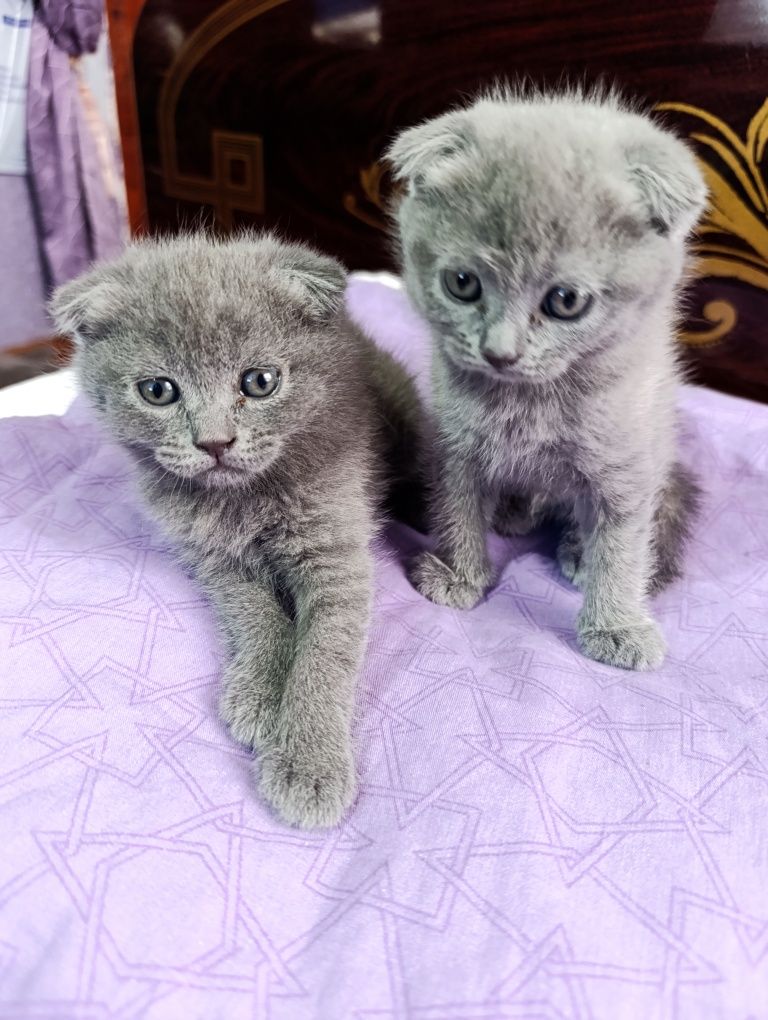 Scottish fold мушукчалар сотилади