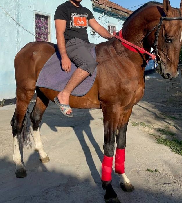 Жеребец чистокровный алхатекинец