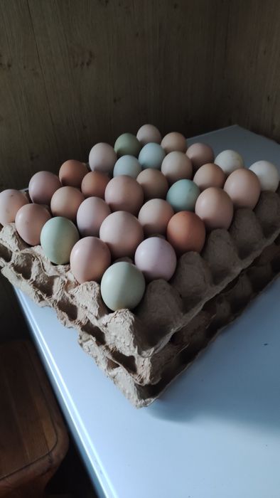 Продам домашние яйца