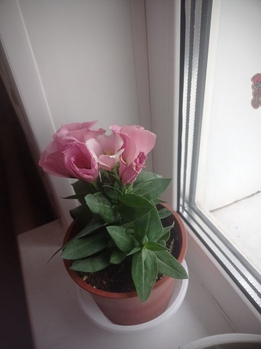 Красивые Домашние цветы