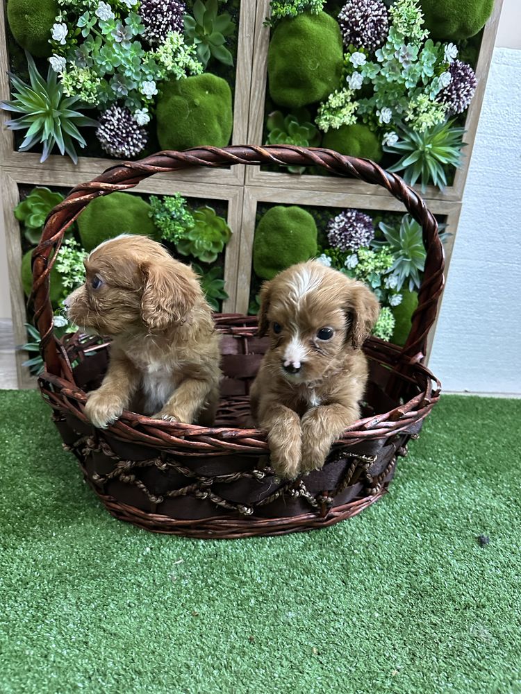 Кавапу/Cavapoo.