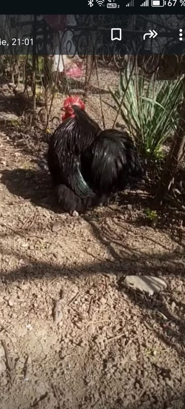 Cocoși conchin pitic de anul trecut