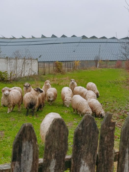 De vânzare oi gestante