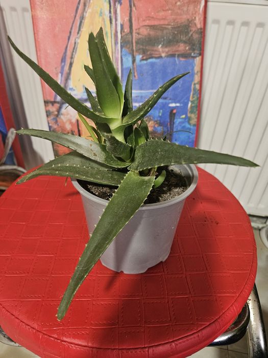 Flori ghiveci limba soacrei si aloe vera