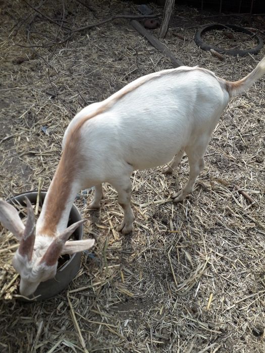 Vând  doi iezi  de rasă  murciana