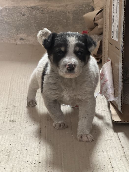 Щенок отдам бесплатно