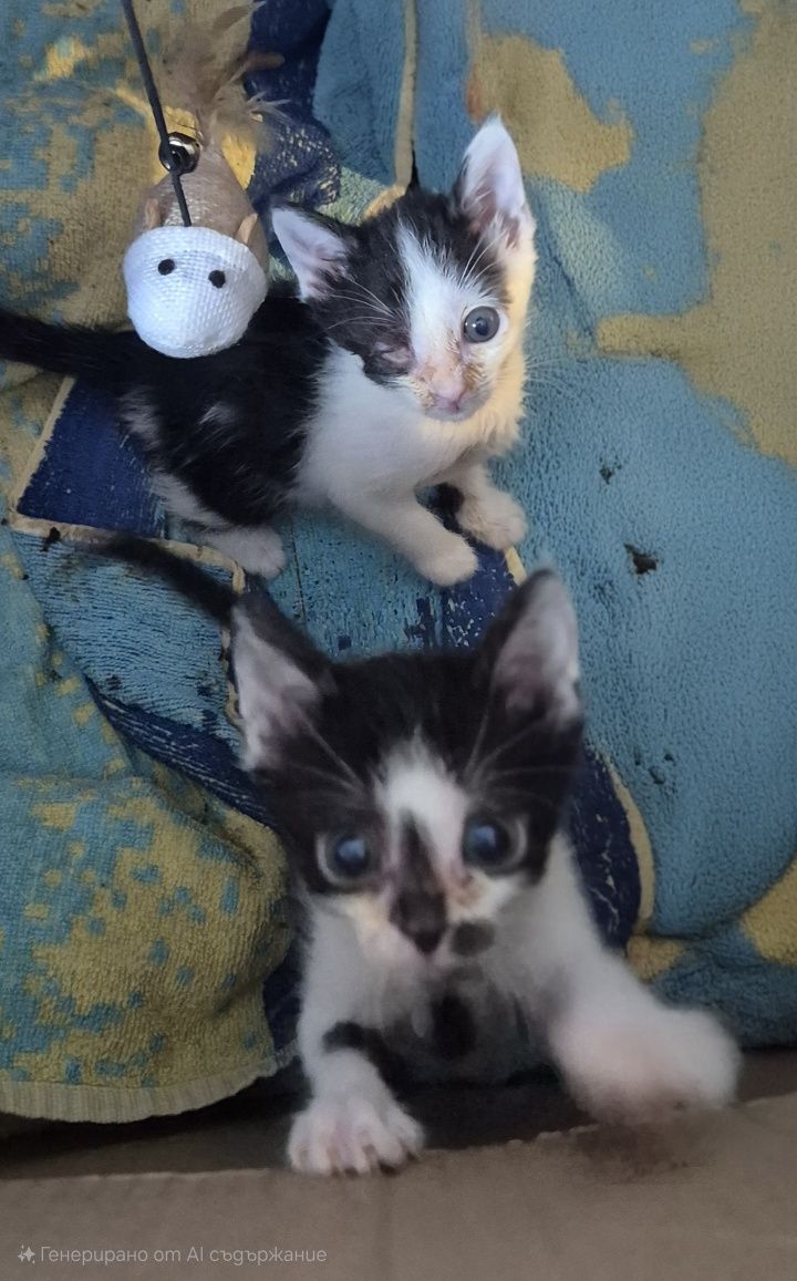 Подарявам котета