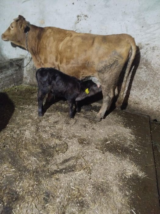 Vând 5 vaci cu viței