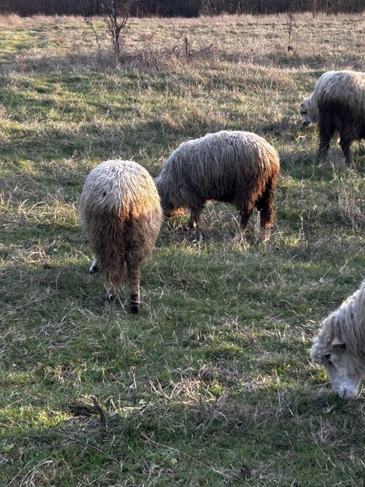 Vand 3 mielute de anul asta