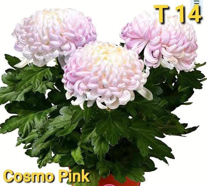 Хризантеми -7лв.бр.