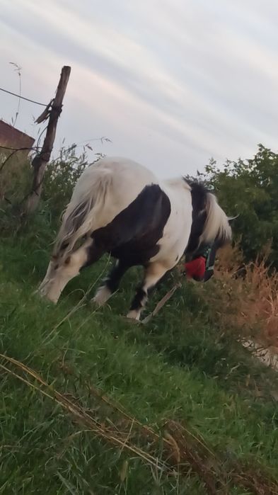 Ponei de vânzare