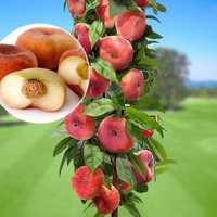 Pomi fructiferi columnari de calitatea 1