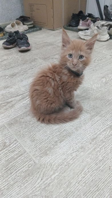 Продам мэйкуна, рыжий красивый, 2 месяца