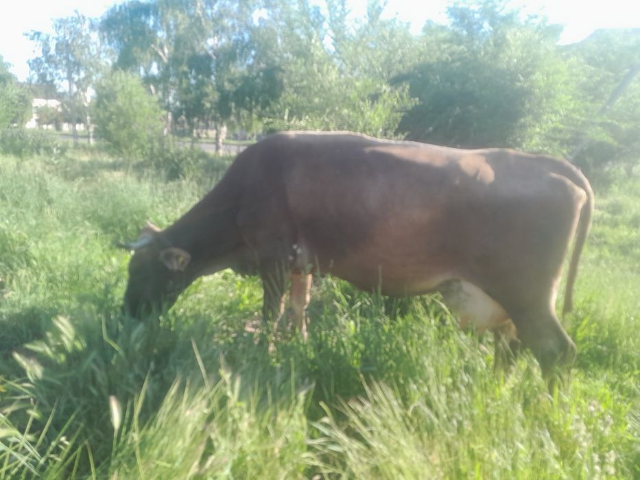 Продам Карову!!!