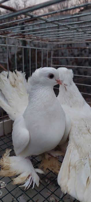 Porumbei jucatori bimotati,siberieni,takla