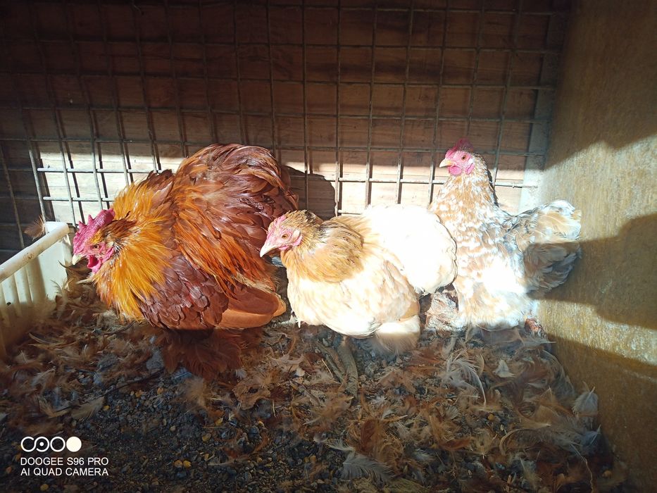 Cochinchina pitic și chabo