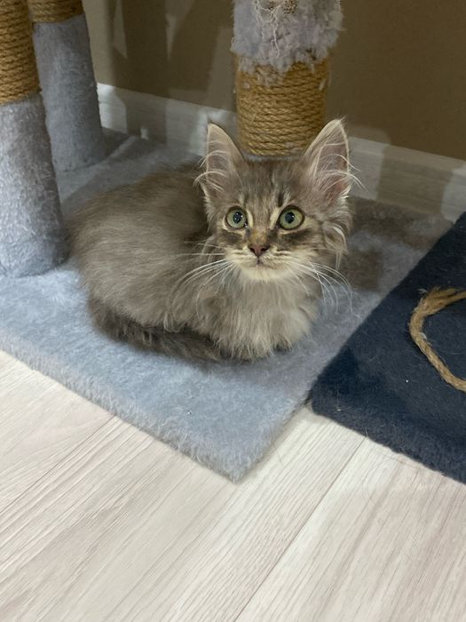 Отдам котёнка в добрые руки!